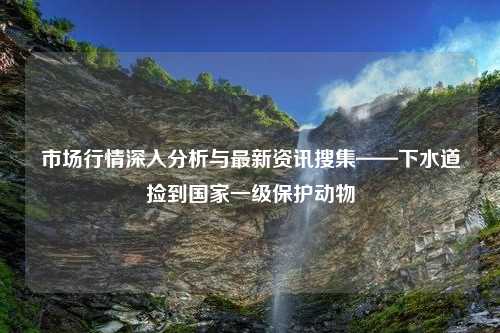 市场行情深入分析与最新资讯搜集——下水道捡到国家一级保护动物